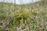 Carex ornithopoda. Отцветшее растение. Ленинградская обл., Гатчинский р-н, окр. пос. Пудость, сыроватый луг на травертине на месте заброшенного карьера. 27.05.2017.