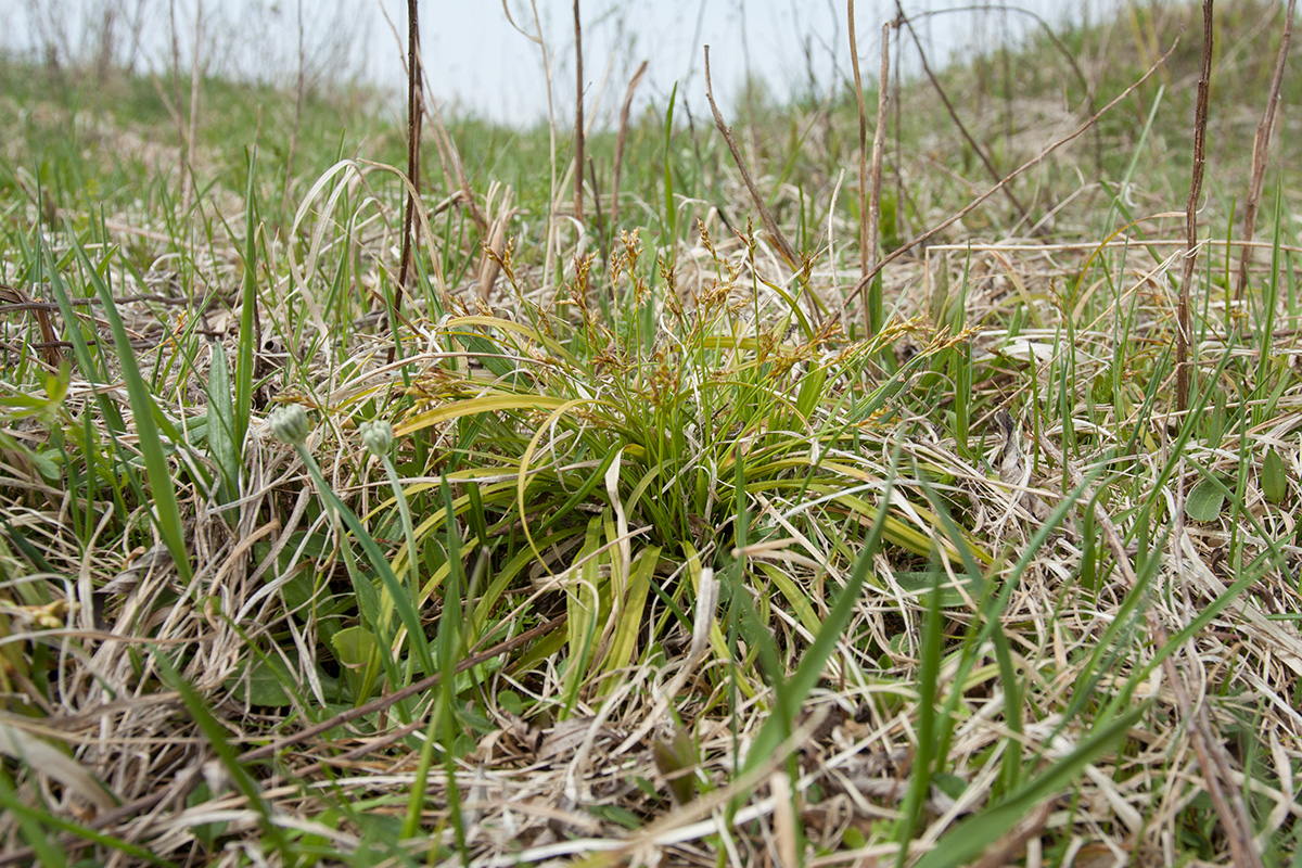 Изображение особи Carex ornithopoda.