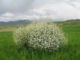 Crambe orientalis
