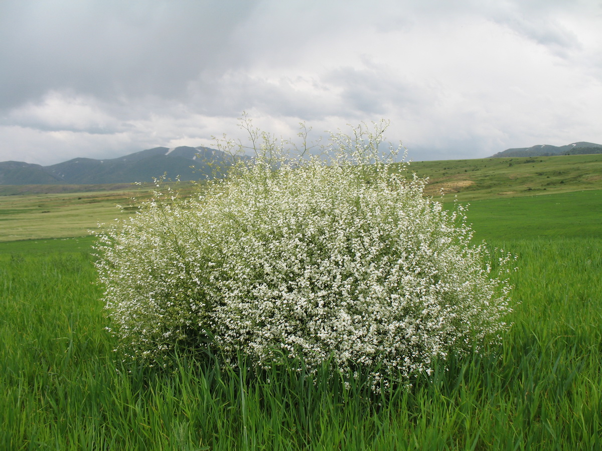 Изображение особи Crambe orientalis.