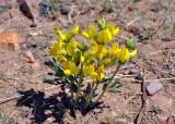 Thermopsis mongolica