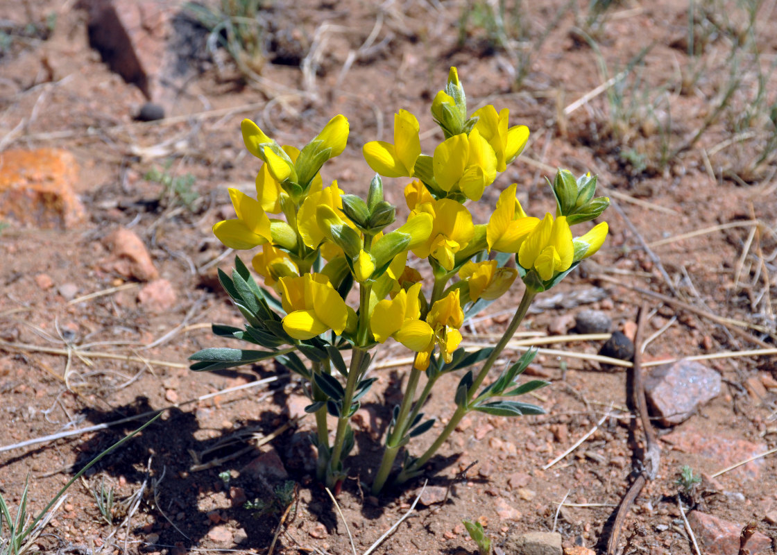 Image of Thermopsis mongolica specimen.