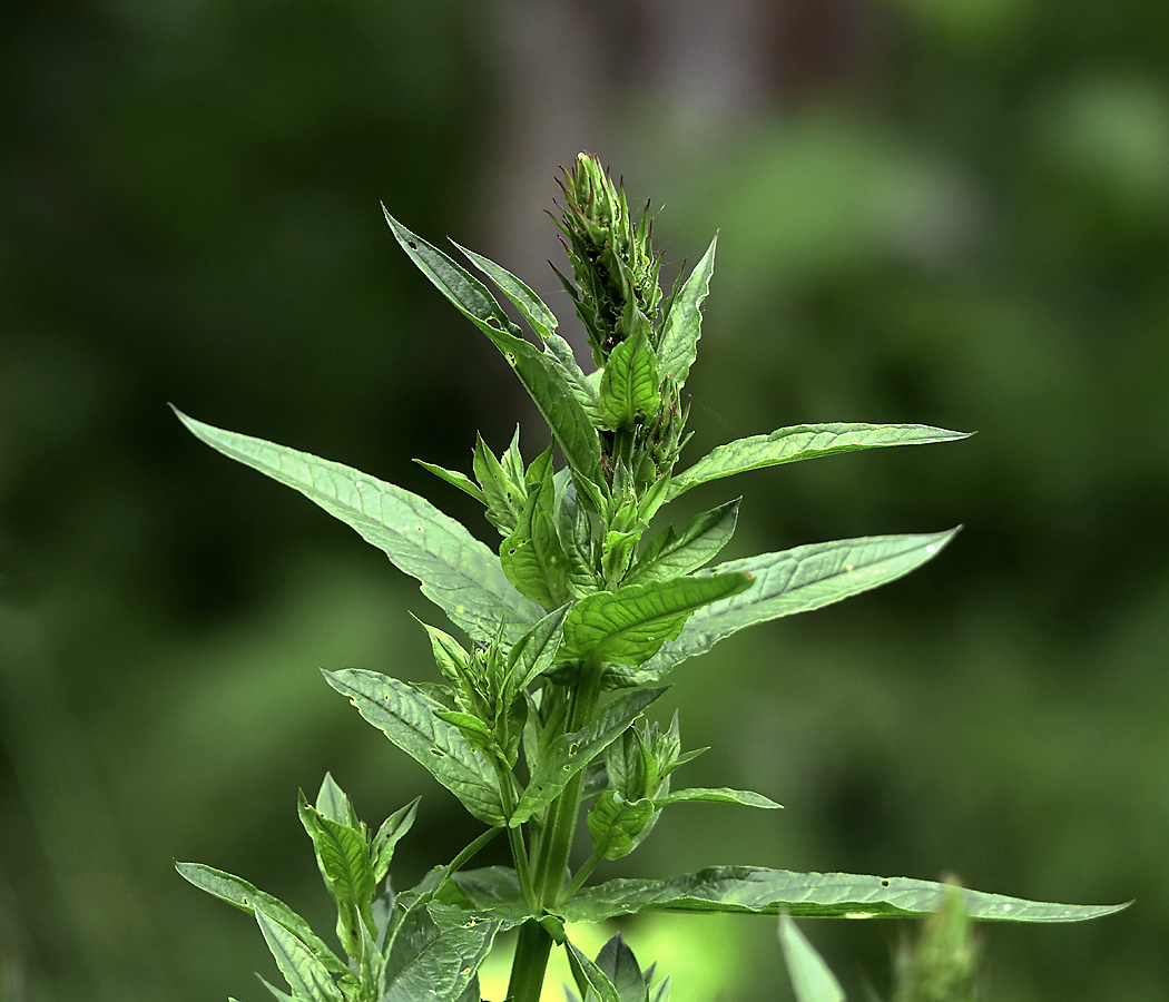 Image of Lythrum salicaria specimen.