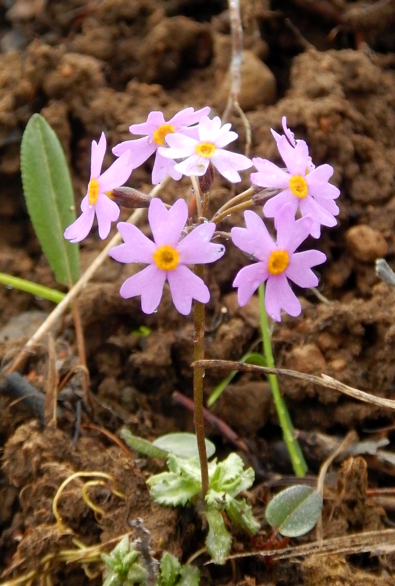 Изображение особи Primula nutans.