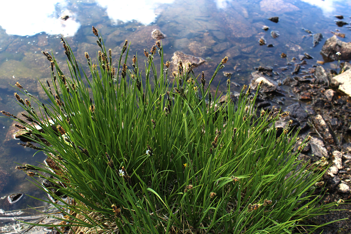 Image of Carex transcaucasica specimen.