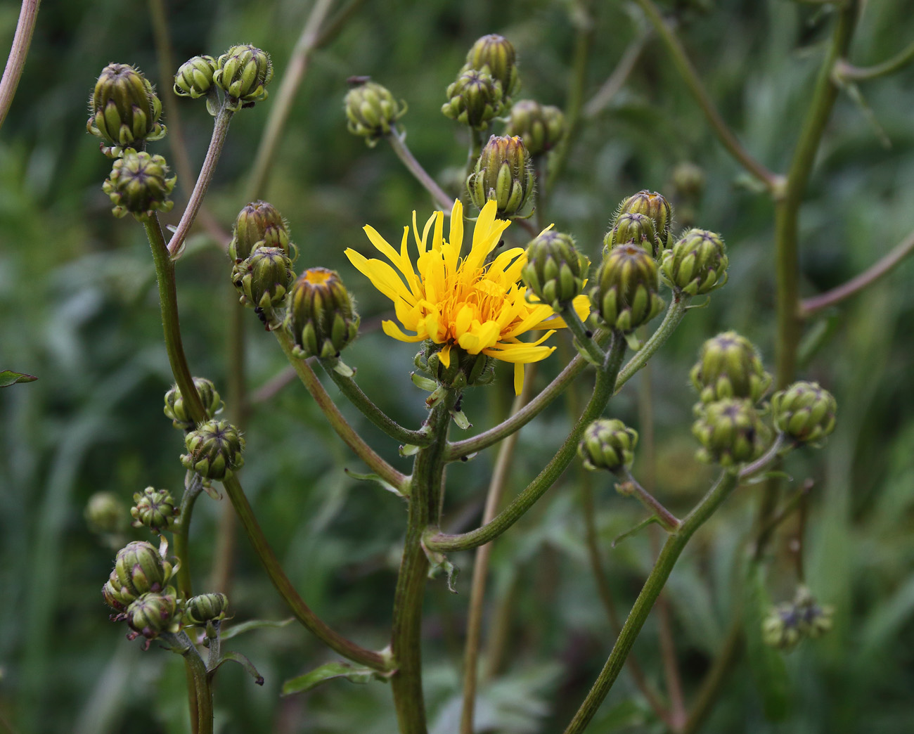 Image of Crepis sibirica specimen.