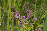 Pedicularis resupinata. Верхушки цветущих растений. Сахалинская обл., Охинский р-н; залив Кету (Первая бухта), берег Охотского моря, заболоченный мириково-осоковый участок.12.07.2017.