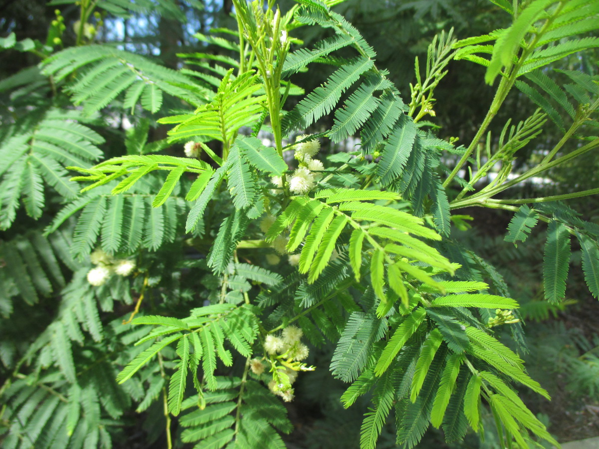 Image of Acacia irrorata specimen.