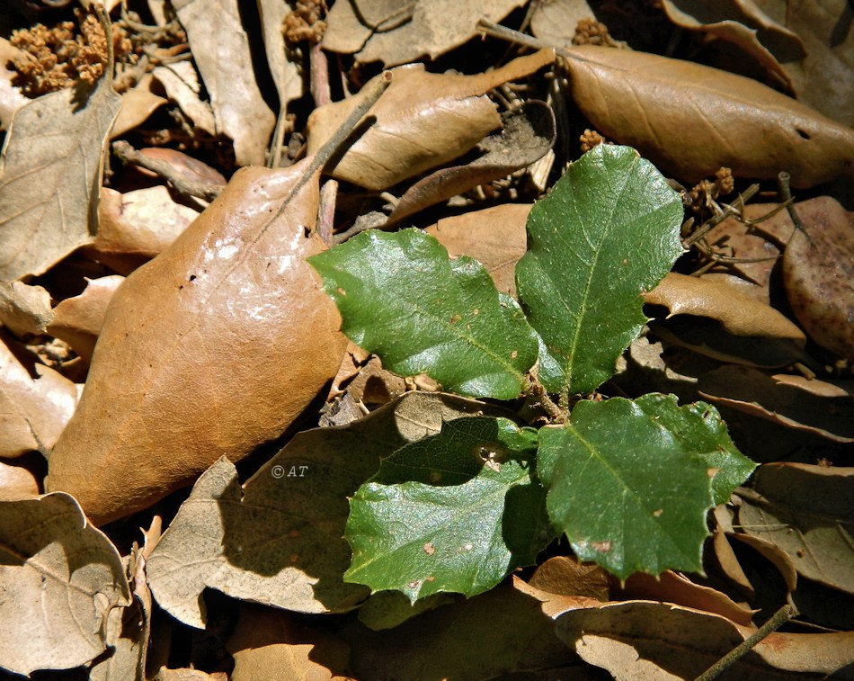 Image of Quercus suber specimen.