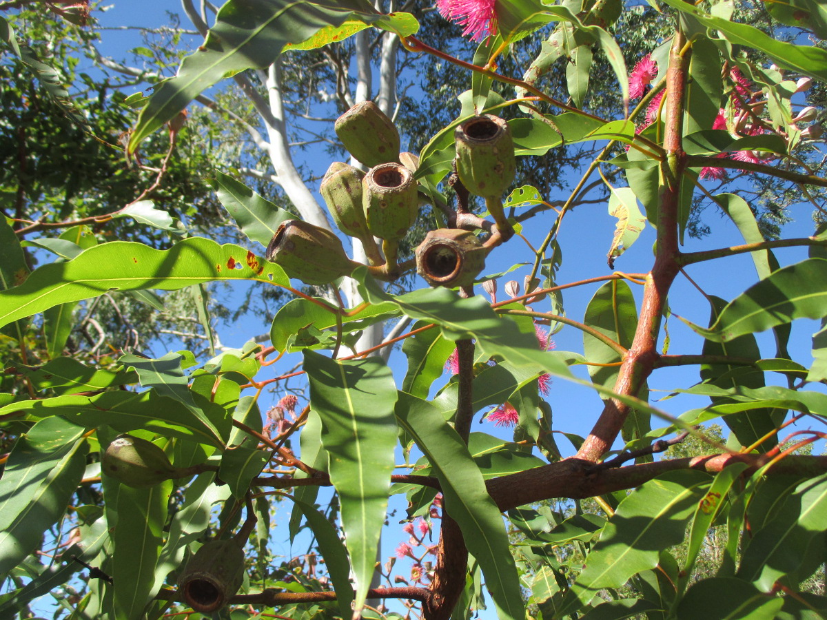 Image of Corymbia ficifolia specimen.