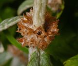 Stachys byzantina