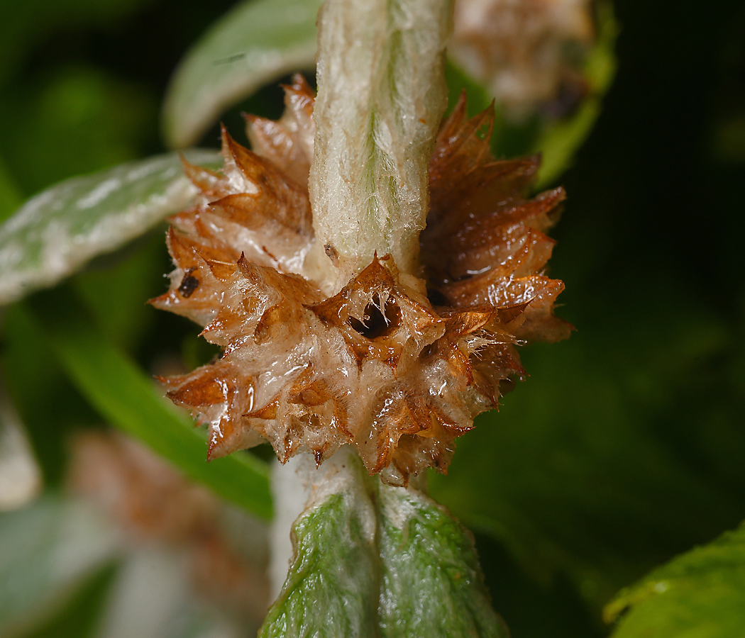 Изображение особи Stachys byzantina.