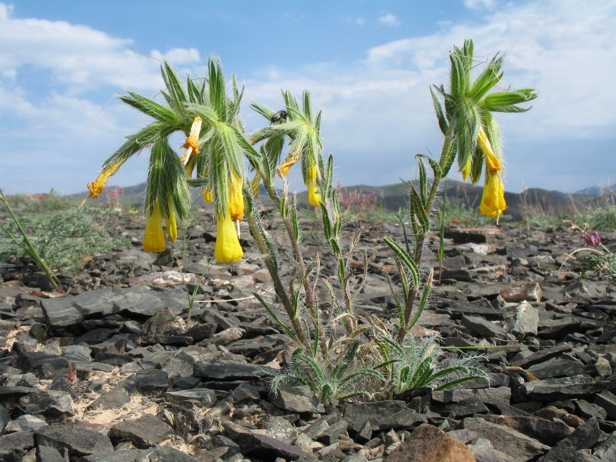 Изображение особи Onosma irritans.