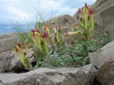 Scutellaria mesostegia. Цветущее растение. Южный Казахстан, западные отроги Киргизского хр., горы Ботамойнак в окр. г. Тараз, пологий пригребневой каменистый склон сев.-зап. экспозиции, ≈ 850 м н.у.м. 19 мая 2017 г.