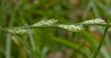 Lolium perenne
