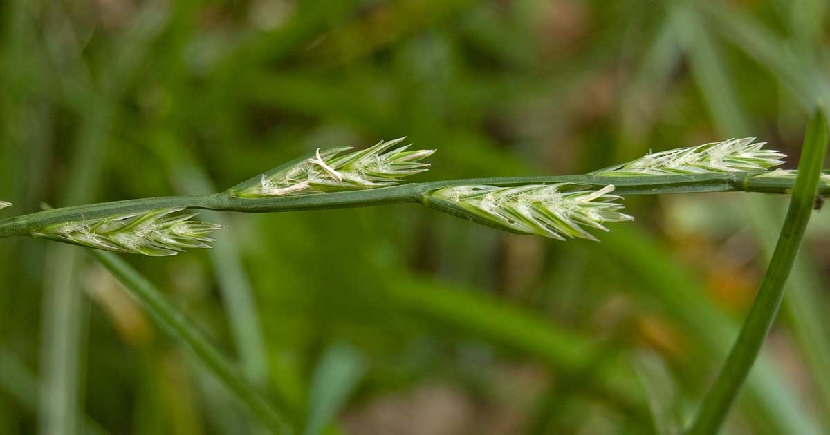 Image of Lolium perenne specimen.