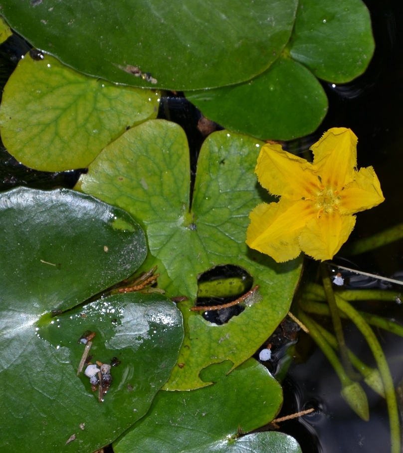 Image of Nymphoides peltata specimen.