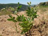 Turgenia latifolia. Цветущее растение и интересующаяся цветком муха-журчалка. Казахстан, Зап. Тянь-Шань, Таласский Алатау, запов. Аксу-Жабаглы, правая кромка каньона Аксу, 1640 м н.у.м. 7 июня 2016 г.