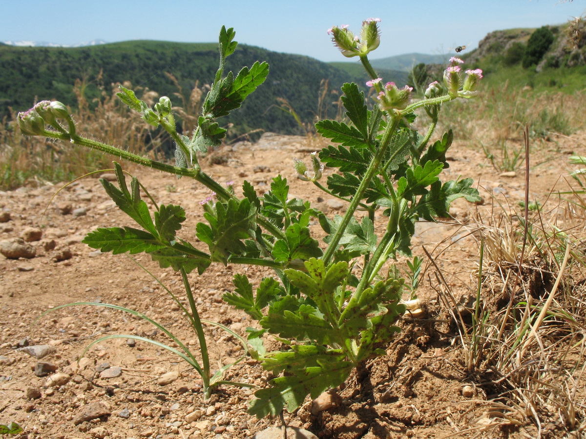 Изображение особи Turgenia latifolia.