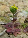 Draba nemorosa