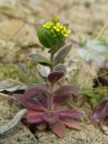 Draba nemorosa. Цветущее растение. Магаданская обл., Ольский р-н, окр. пгт Ола, на насыпи дамбы. 26.08.2017.