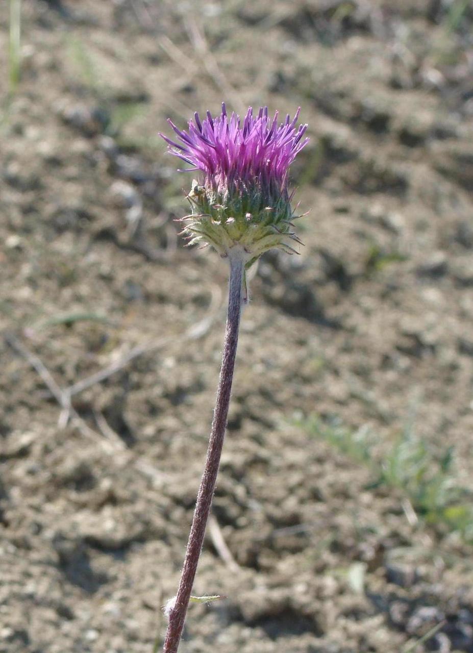 Image of Jurinea ledebourii specimen.