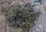Dasiphora phyllocalyx. Цветущее растение. Таджикистан, Фанские горы, ущелье Куликалон, ≈ 2700 м н.у.м., каменистый сухой склон. 04.08.2017.