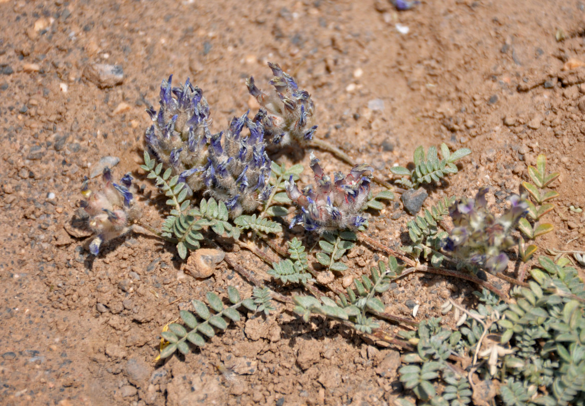 Image of Astragalus nivalis specimen.