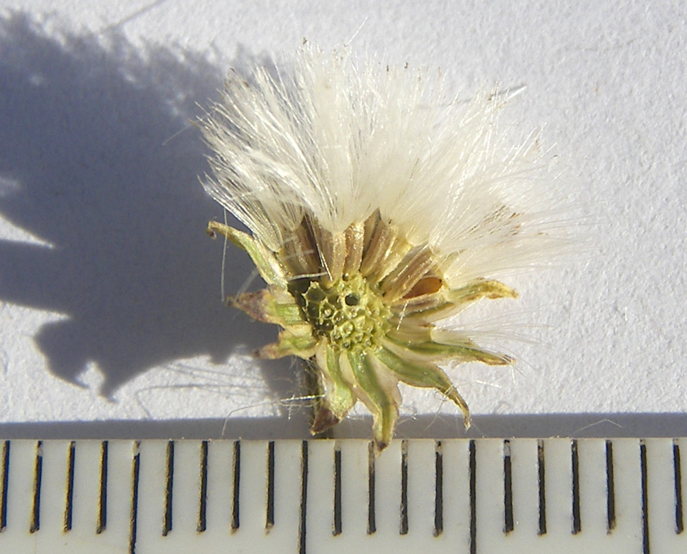 Image of Senecio grandidentatus specimen.