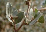 Atriplex halimus