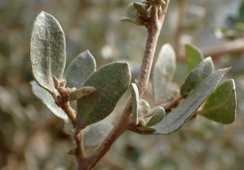 Image of Atriplex halimus specimen.