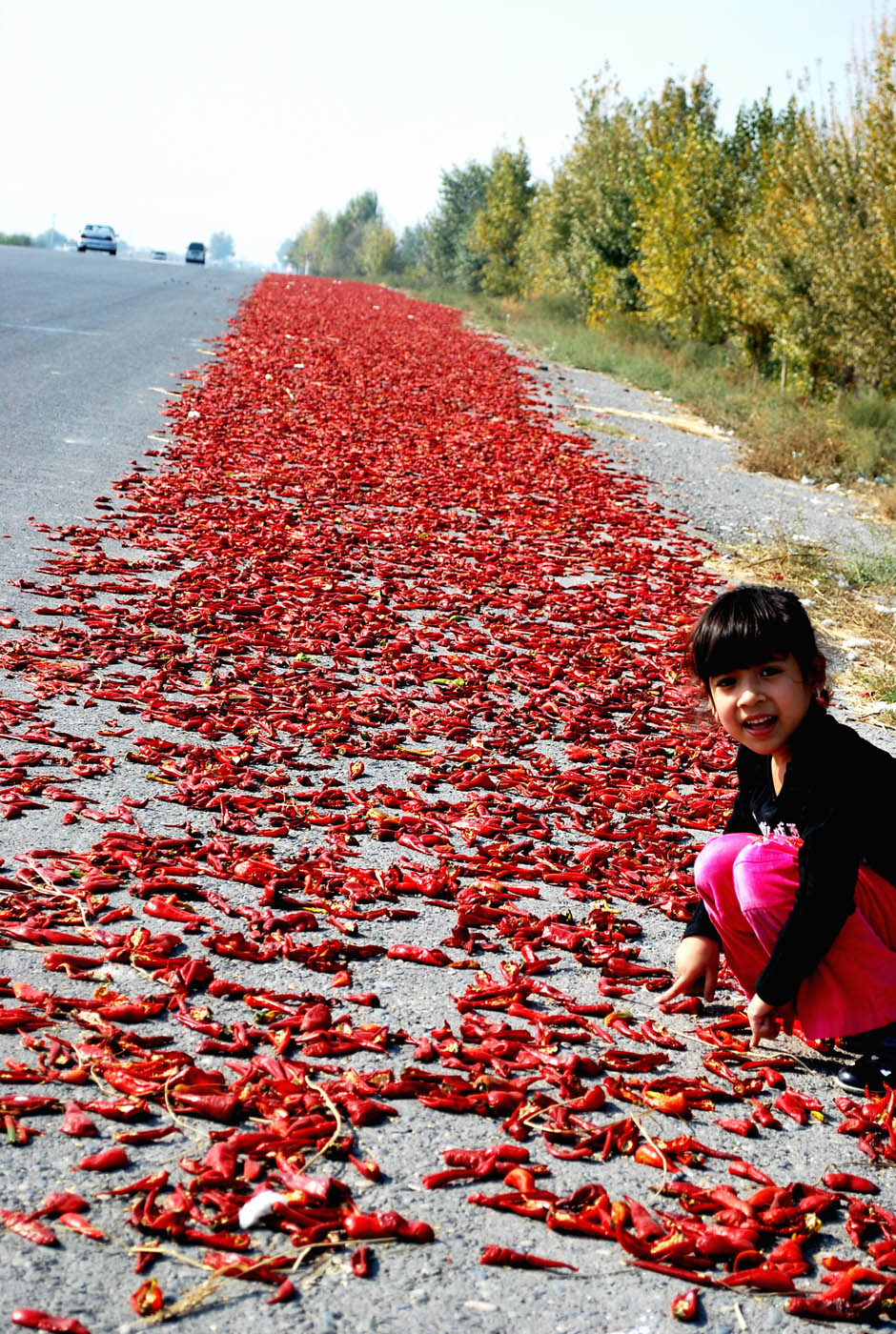 Изображение особи Capsicum annuum.