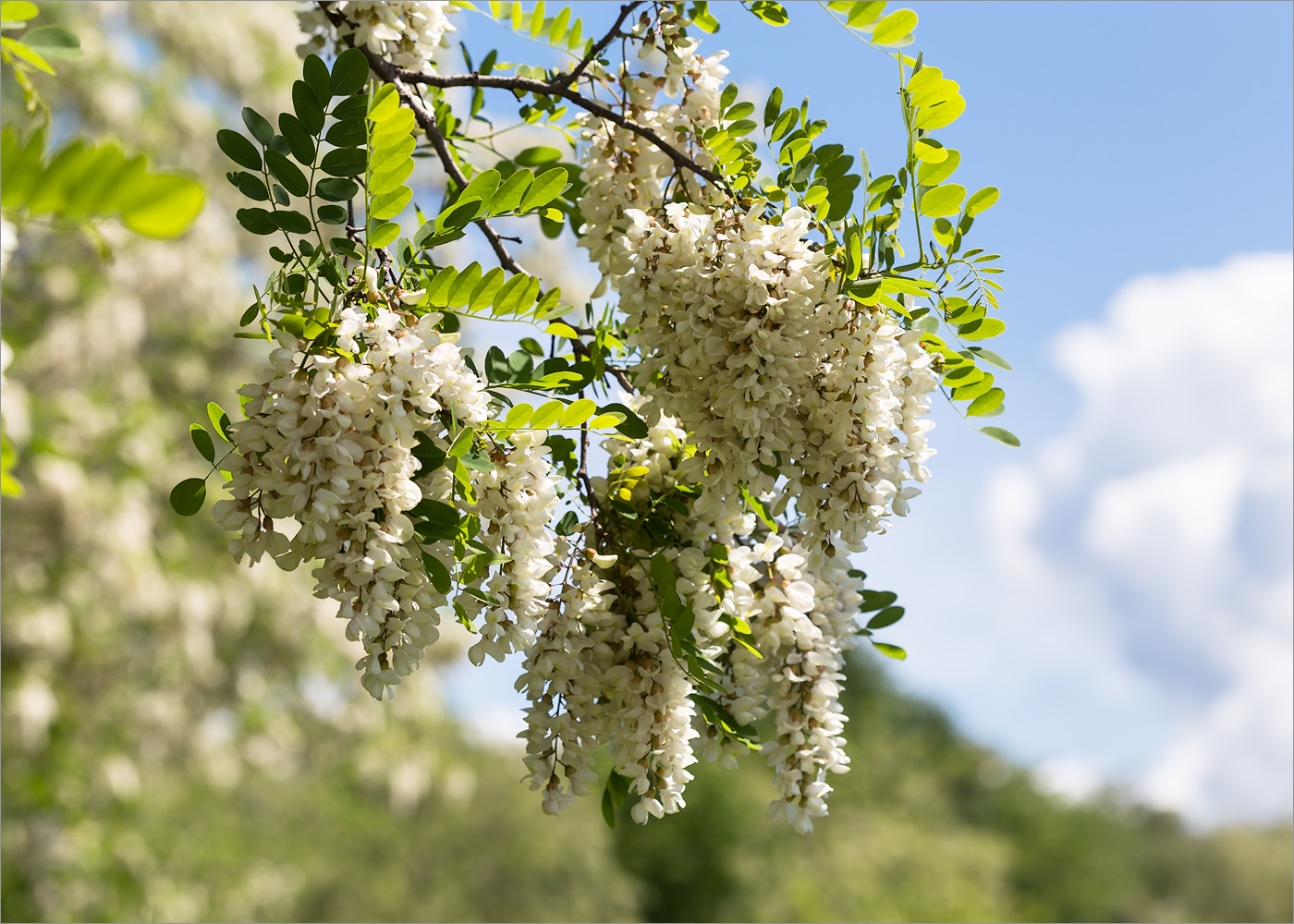 Изображение особи Robinia pseudoacacia.