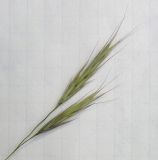род Bromopsis. Часть соцветия. Краснодарский край, Кущёвский р-н, станица Шкуринская, сухой склон. 14.05.2010.
