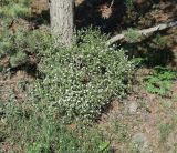 Stellaria dichotoma