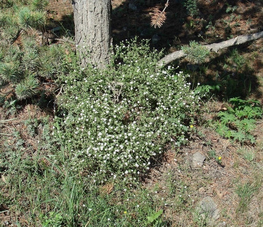 Image of Stellaria dichotoma specimen.