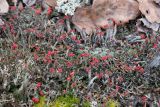 Cladonia macilenta