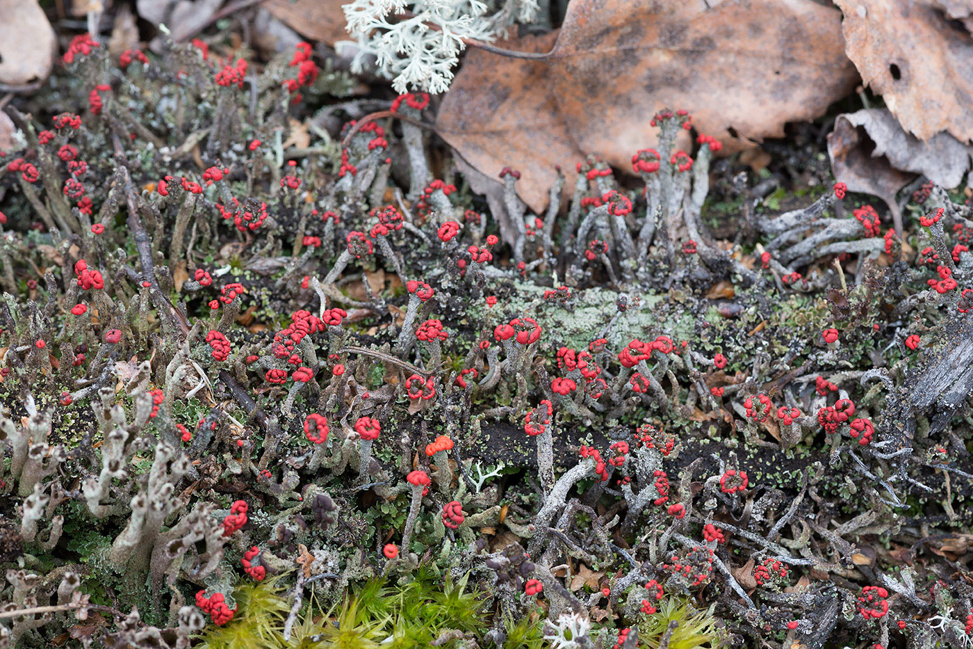 Image of Cladonia macilenta specimen.