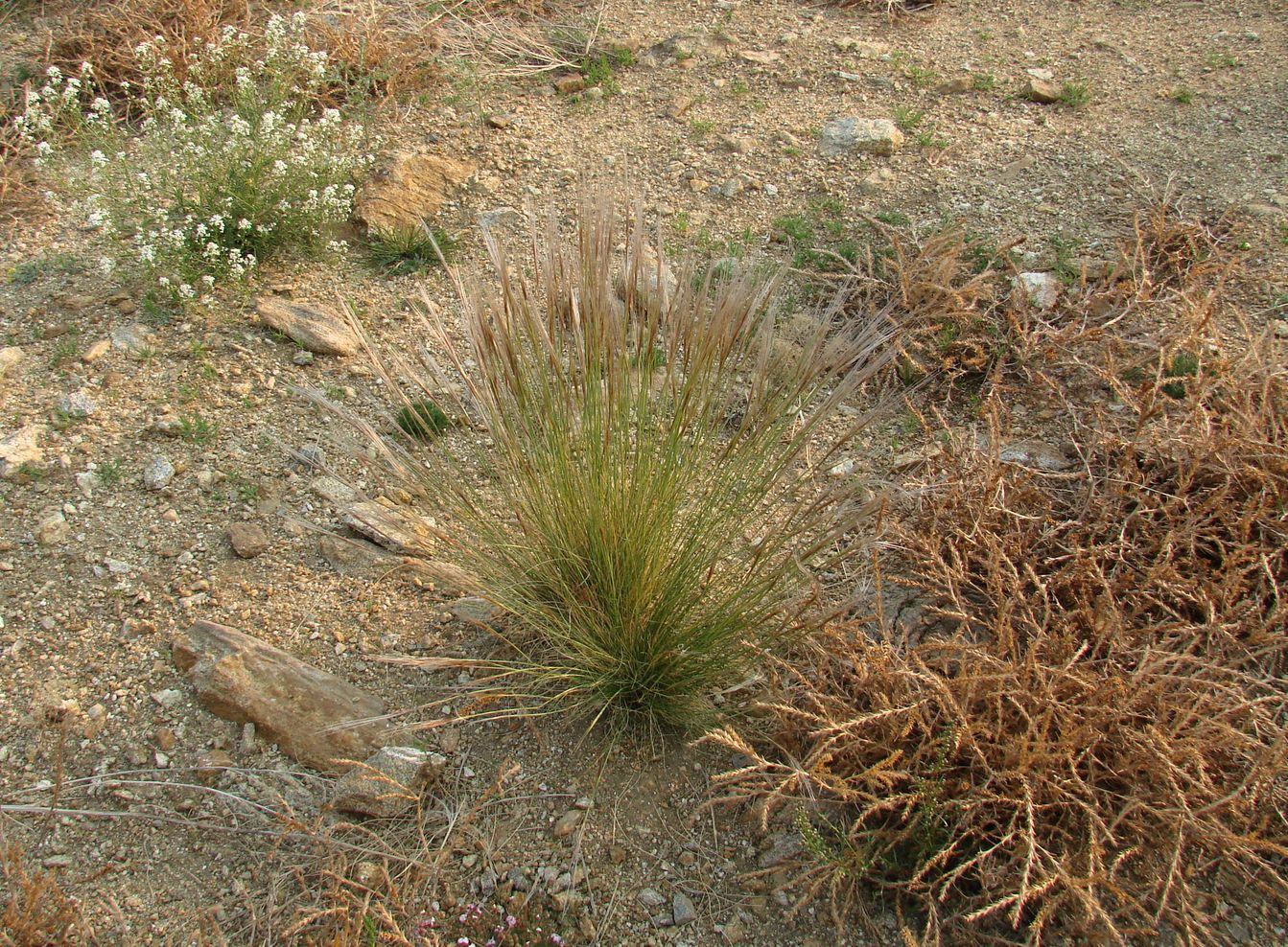 Image of Stipa glareosa specimen.