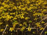 Ranunculus gmelinii. Верхушки побегов с цветками и плодами. Магаданская обл., Ольский р-н, окр. Ольского шоссе, заболоченный участок. 03.07.2013.