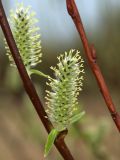 Salix phylicifolia. Побеги женского растения с серёжками (справа - побег с засохшими генеративными почками). Мурманская обл., Североморский р-н, окр. пос. Росляково. 19.05.2010.