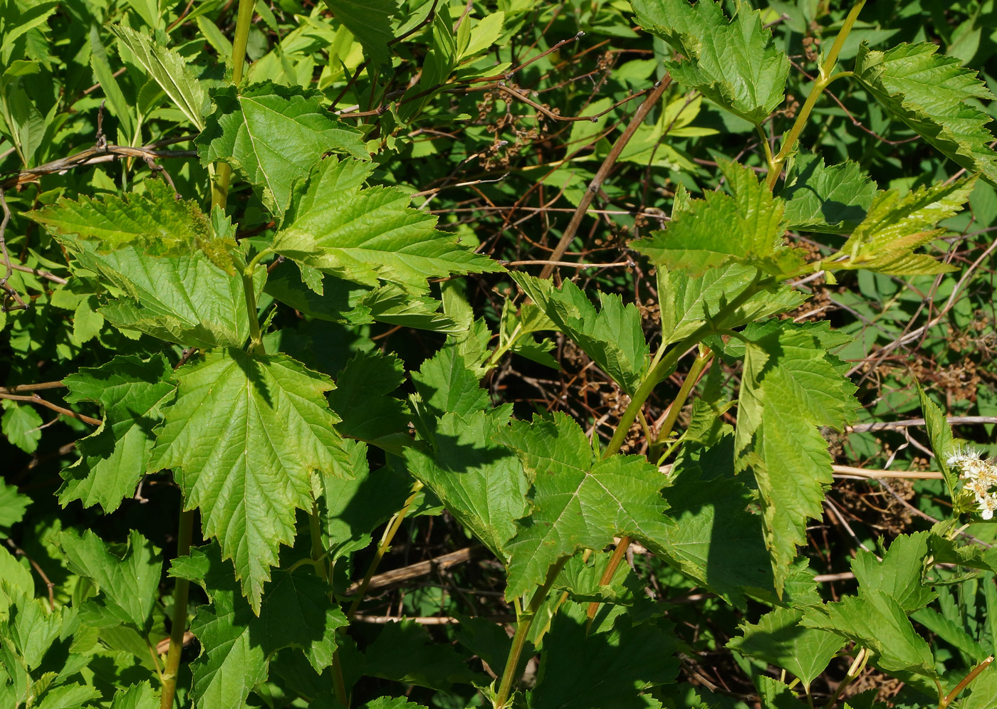 Изображение особи Physocarpus opulifolius.