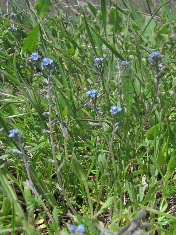 Изображение особи Myosotis incrassata.