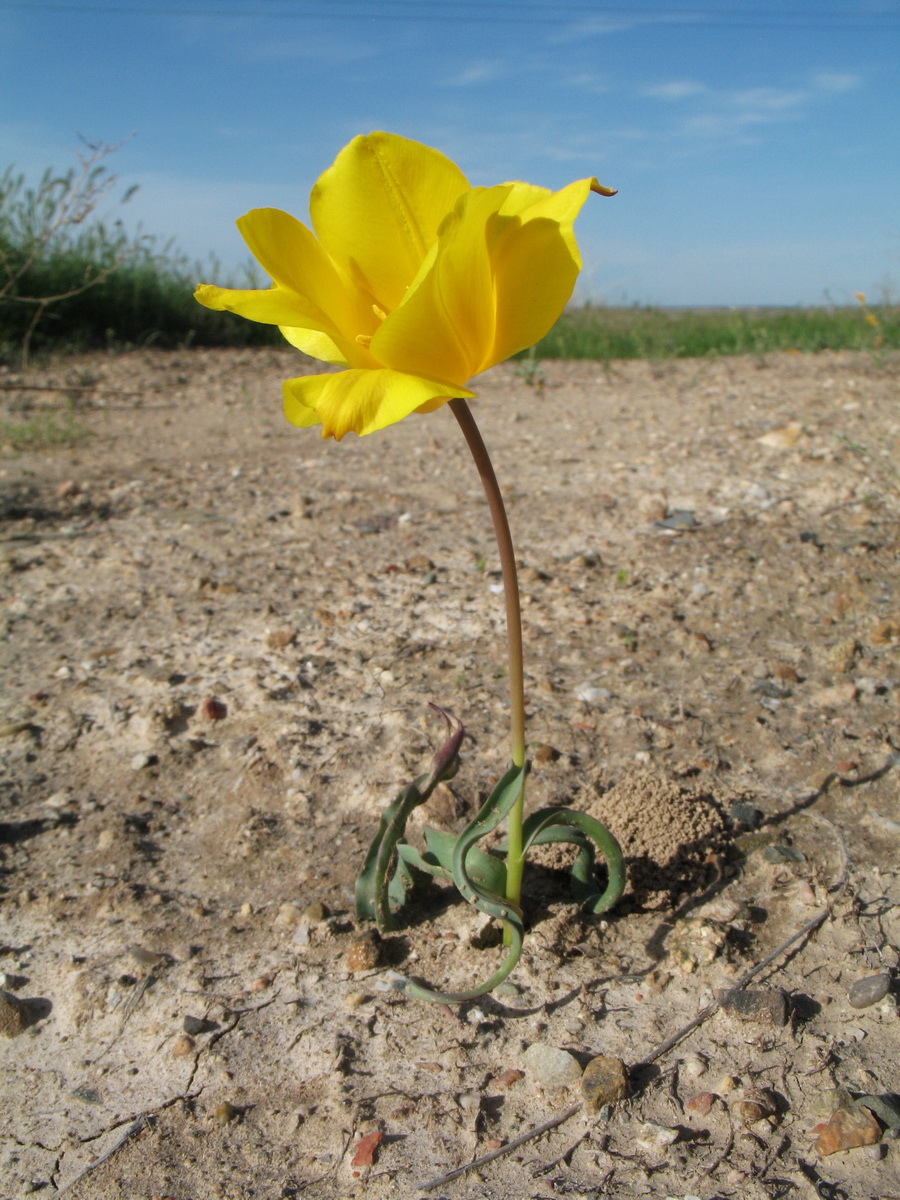 Image of Tulipa ostrowskiana specimen.