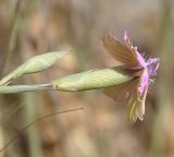 Dianthus diffusus