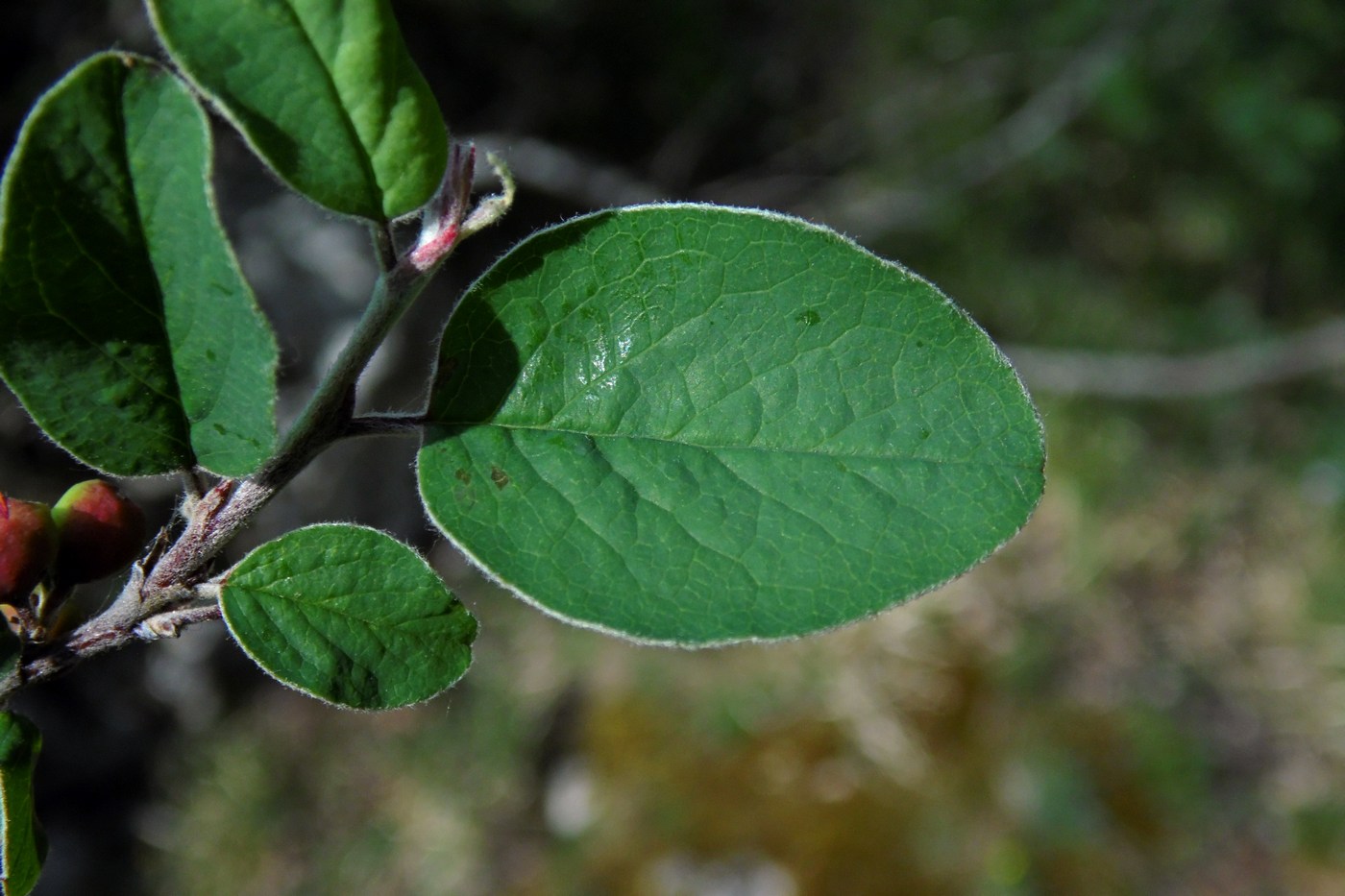 Изображение особи Cotoneaster integerrimus.