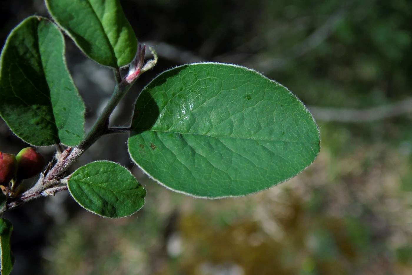 Изображение особи Cotoneaster integerrimus.