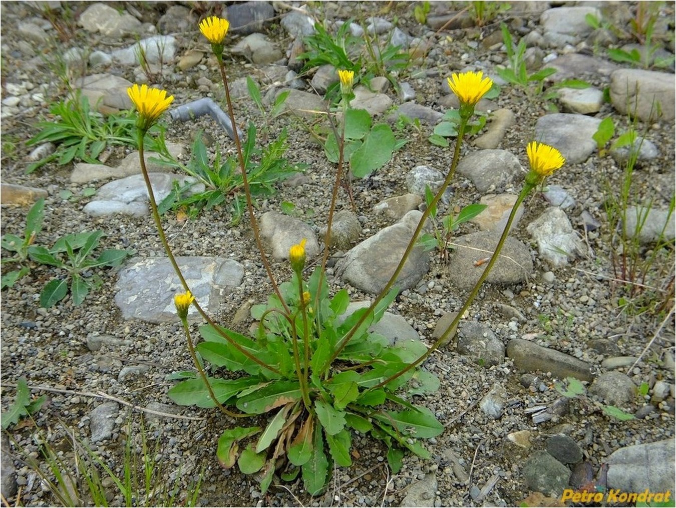 Image of Leontodon hispidus ssp. hastilis specimen.