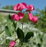 Lathyrus tuberosus