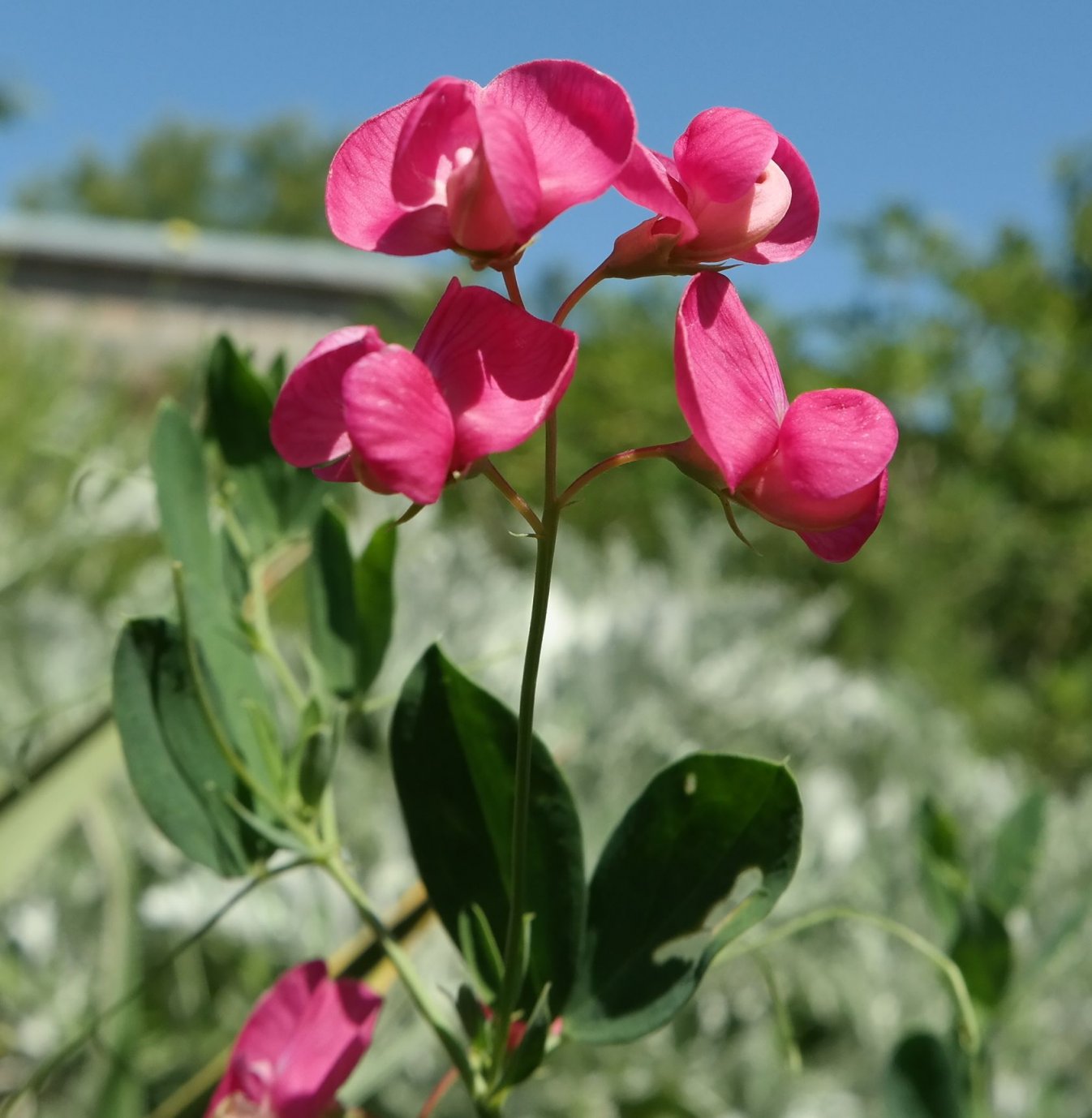 Изображение особи Lathyrus tuberosus.